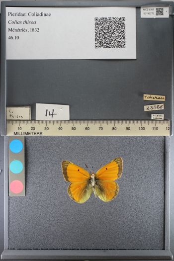 Media type: image;   Entomology 193770